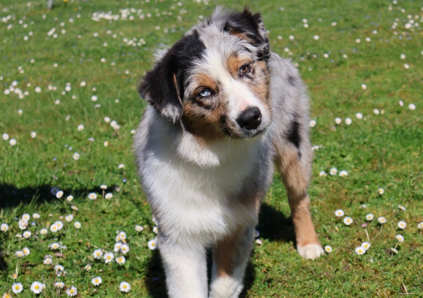 ASTRA BELLA du Chemin de la Lune aux Reves