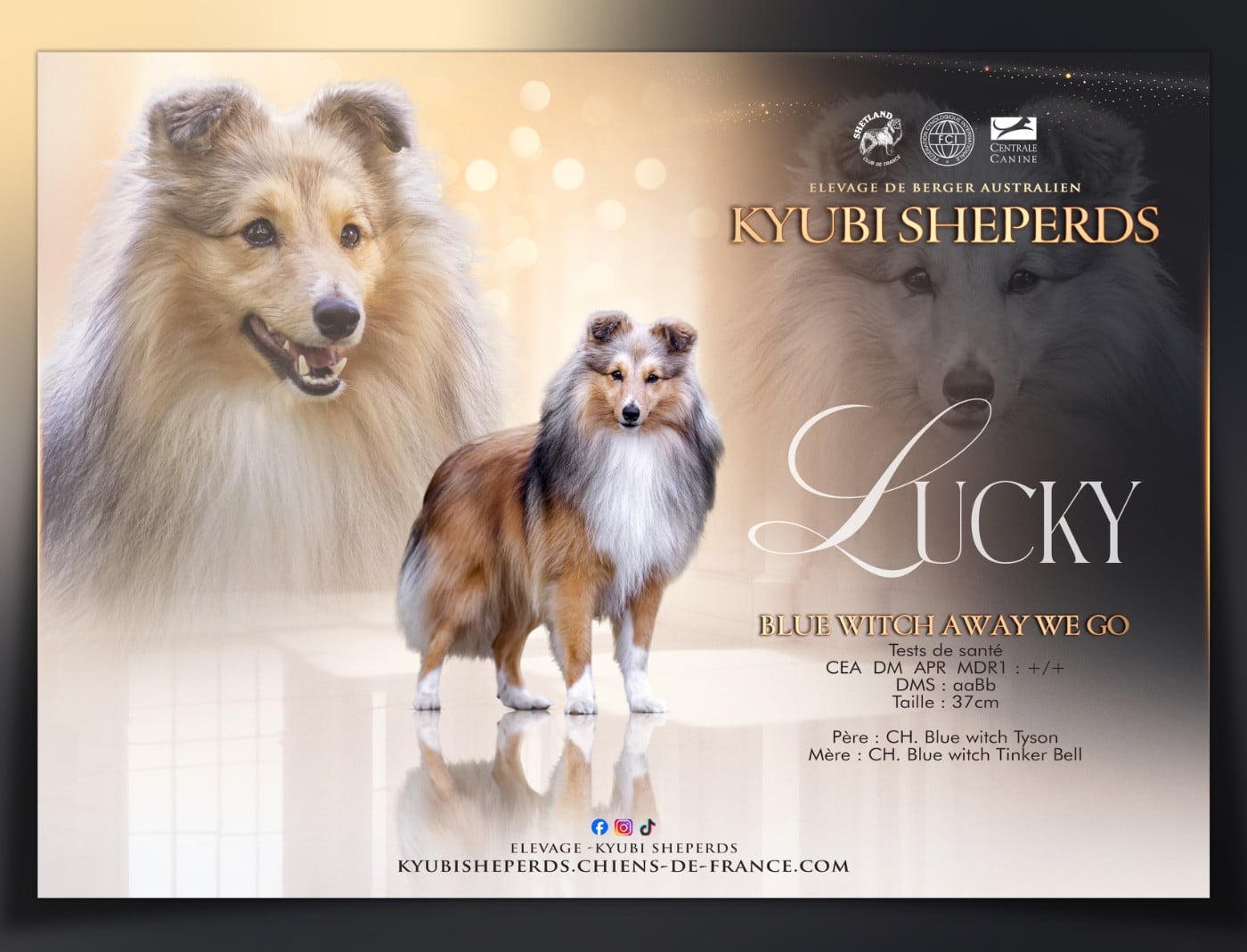 Publication : Kyubi Sheperds
