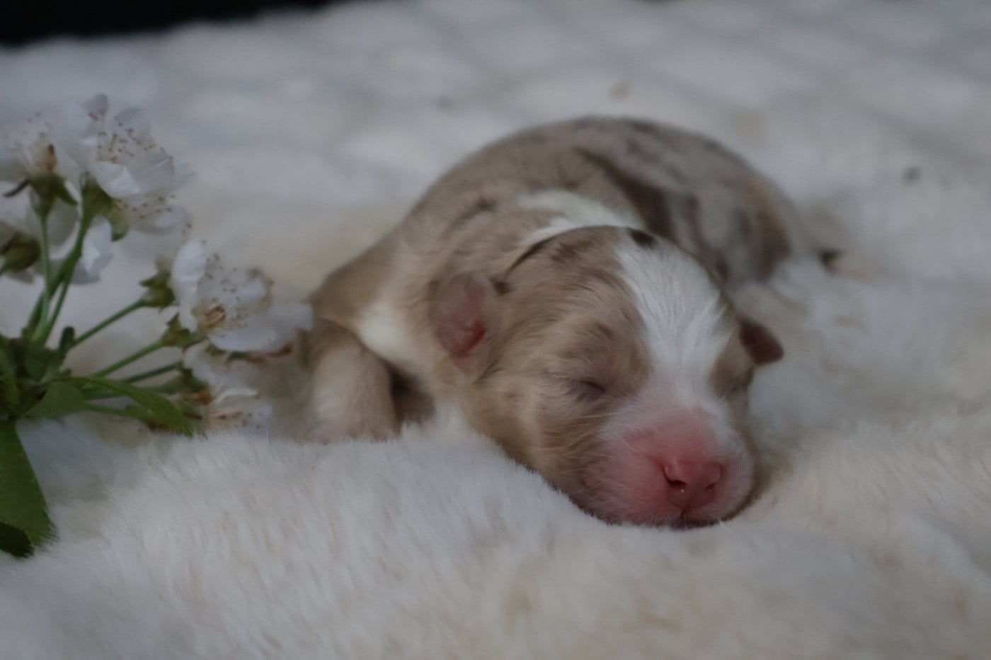 Berger Australien - Kyubi Sheperds