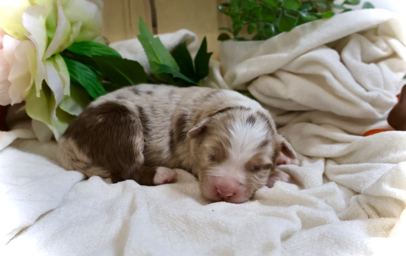 Berger Australien - Kyubi Sheperds