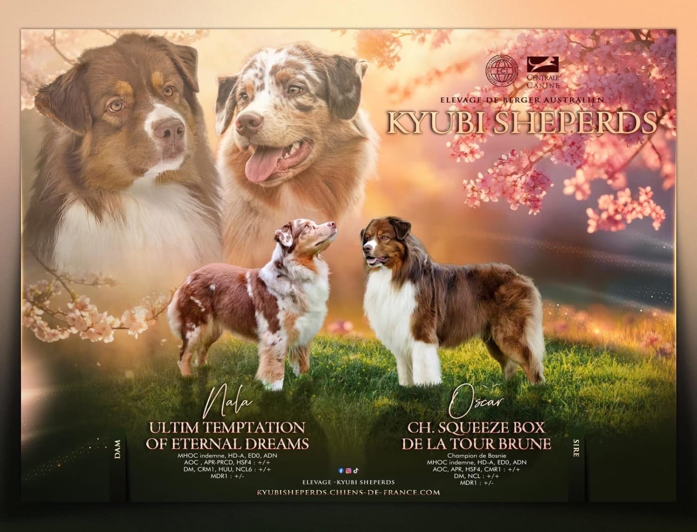 Berger Australien - Kyubi Sheperds