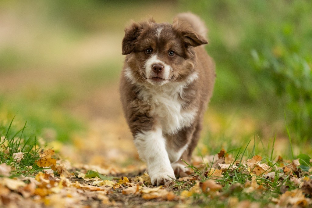 Amore Gloria e Bellezza