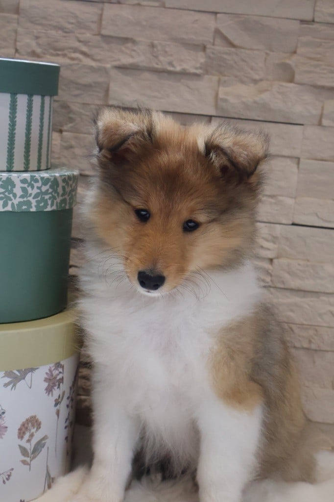 Aurora Borealis Armani