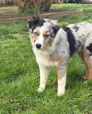 Les chiots de Berger Australien