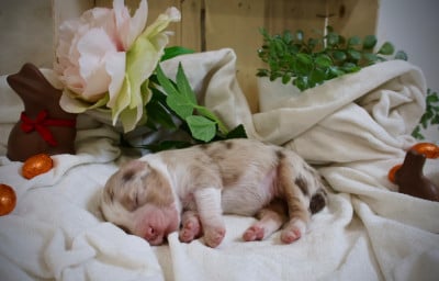 Les chiots de Berger Australien
