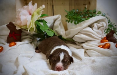 Les chiots de Berger Australien