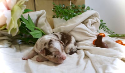 Les chiots de Berger Australien