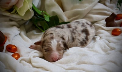 Les chiots de Berger Australien