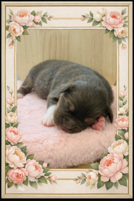 Les chiots de Berger Australien