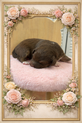 Les chiots de Berger Australien