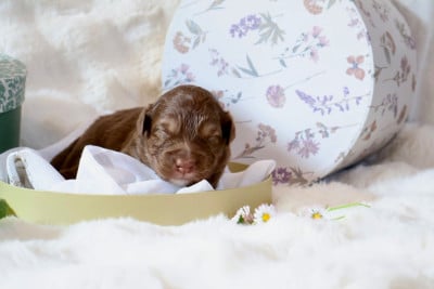 Les chiots de Berger Australien