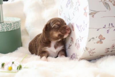 Les chiots de Berger Australien