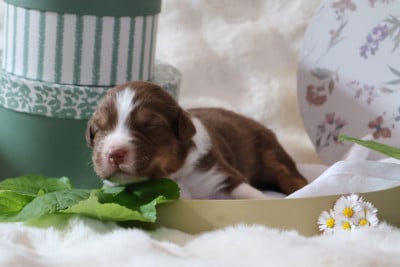 Les chiots de Berger Australien