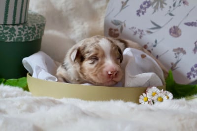 Les chiots de Berger Australien