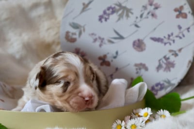 Les chiots de Berger Australien