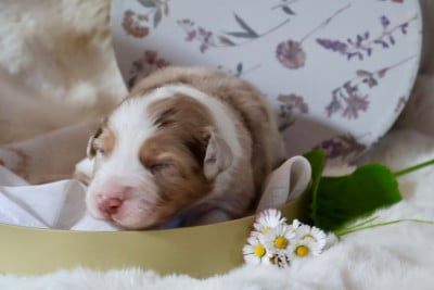 Les chiots de Berger Australien