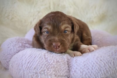 Les chiots de Berger Australien