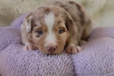 Les chiots de Berger Australien