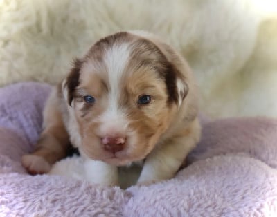 Les chiots de Berger Australien