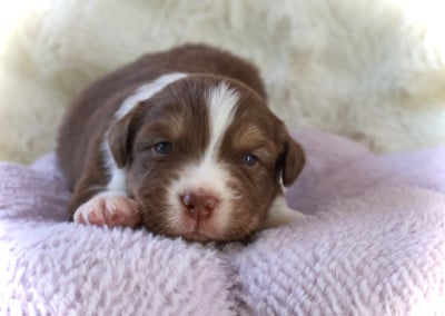 Les chiots de Berger Australien