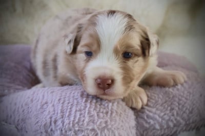 Les chiots de Berger Australien