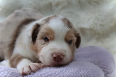 Les chiots de Berger Australien