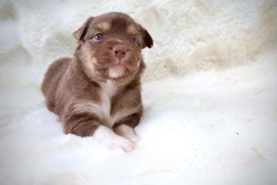 Les chiots de Berger Australien