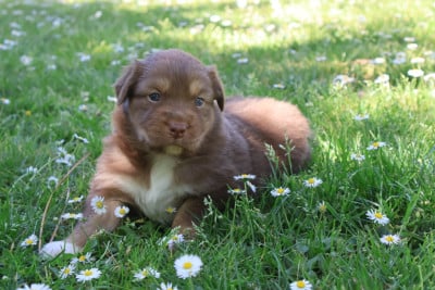 Les chiots de Berger Australien
