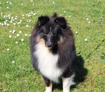 Les chiots de Shetland Sheepdog