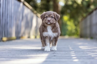 Les chiots de Berger Australien