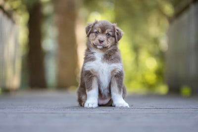 Les chiots de Berger Australien