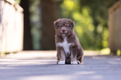 Les chiots de Berger Australien