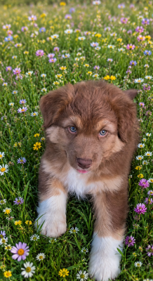 Les chiots de Berger Australien