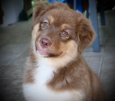 Les chiots de Berger Australien