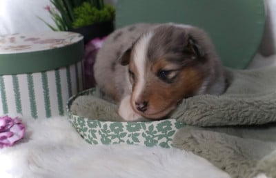 Les chiots de Shetland Sheepdog
