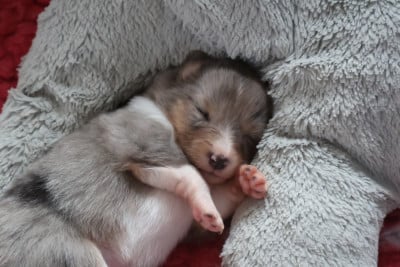 Les chiots de Shetland Sheepdog