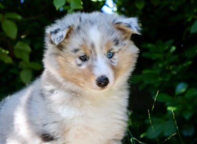 Les chiots de Shetland Sheepdog