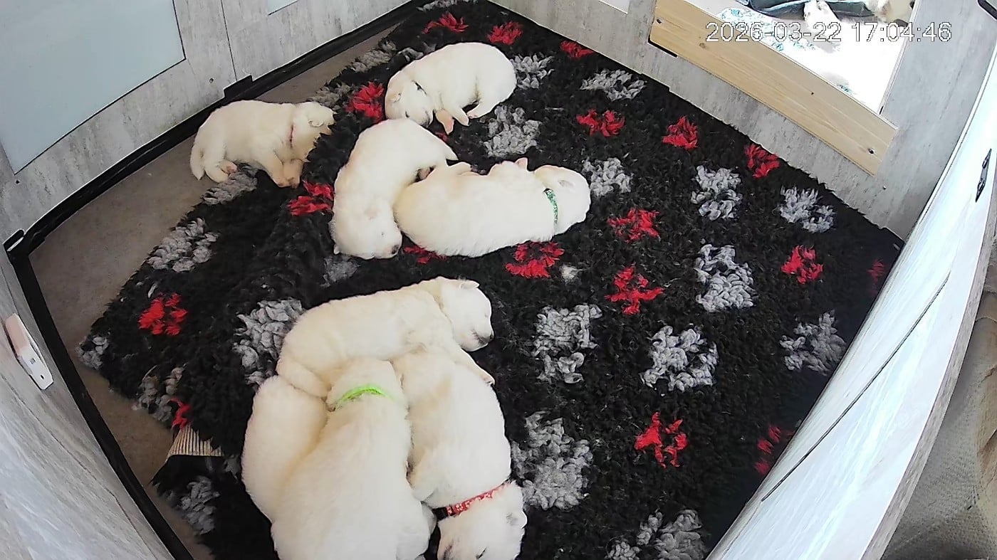 Chiot N°3 - Samoyède