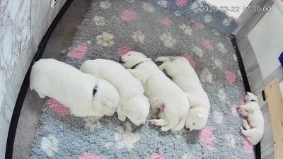 Chiot N°2 - Samoyède