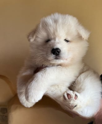 Les chiots de Samoyède