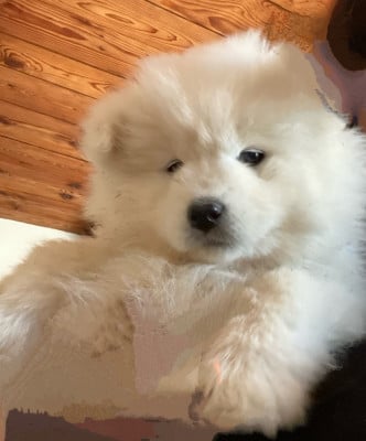 Les chiots de Samoyède