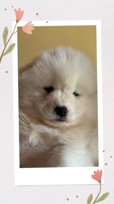 Les chiots de Samoyède