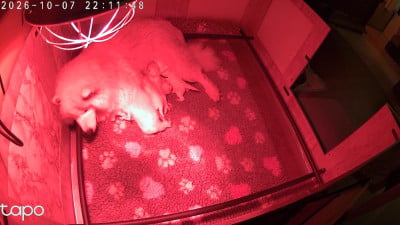 Les chiots de Samoyède