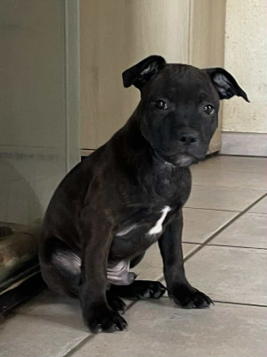 Les chiots de Staffordshire Bull Terrier
