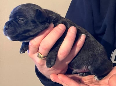 Les chiots de Staffordshire Bull Terrier