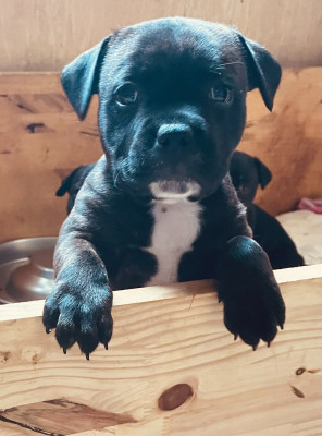 Les chiots de Staffordshire Bull Terrier