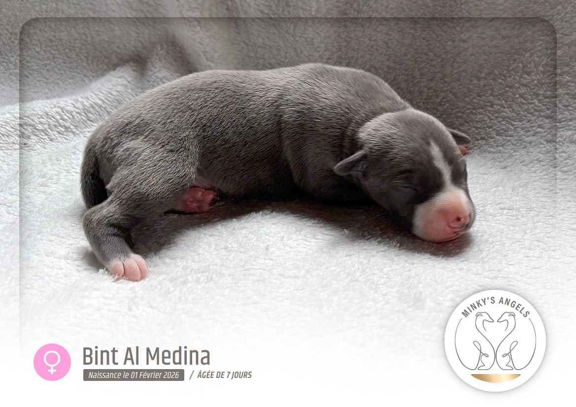 Minky's Angels Bint Al Medina Legacy