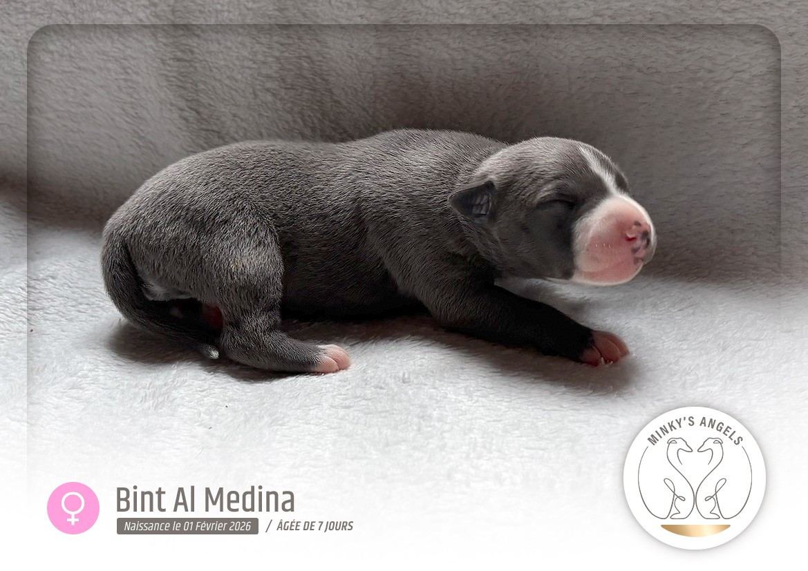 Minky's Angels Bint Al Medina Legacy