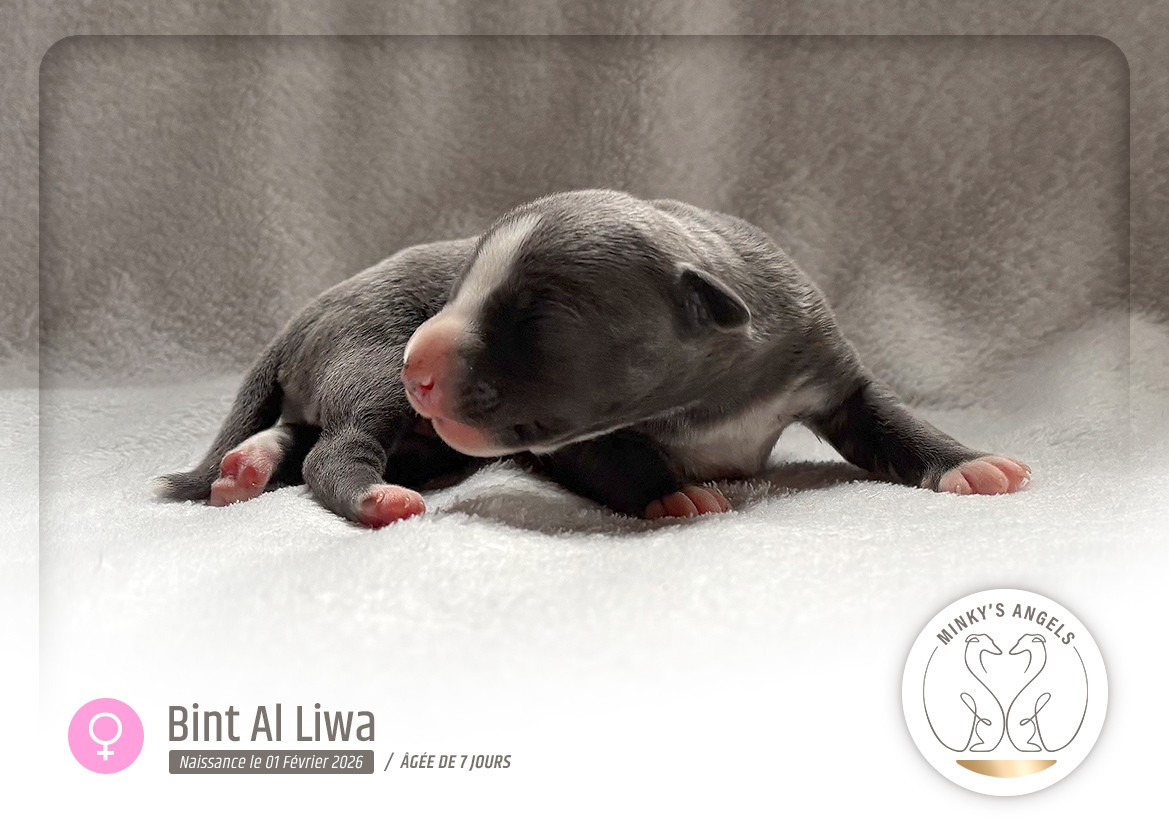 Minky's Angels Bint Al Liwa Legacy