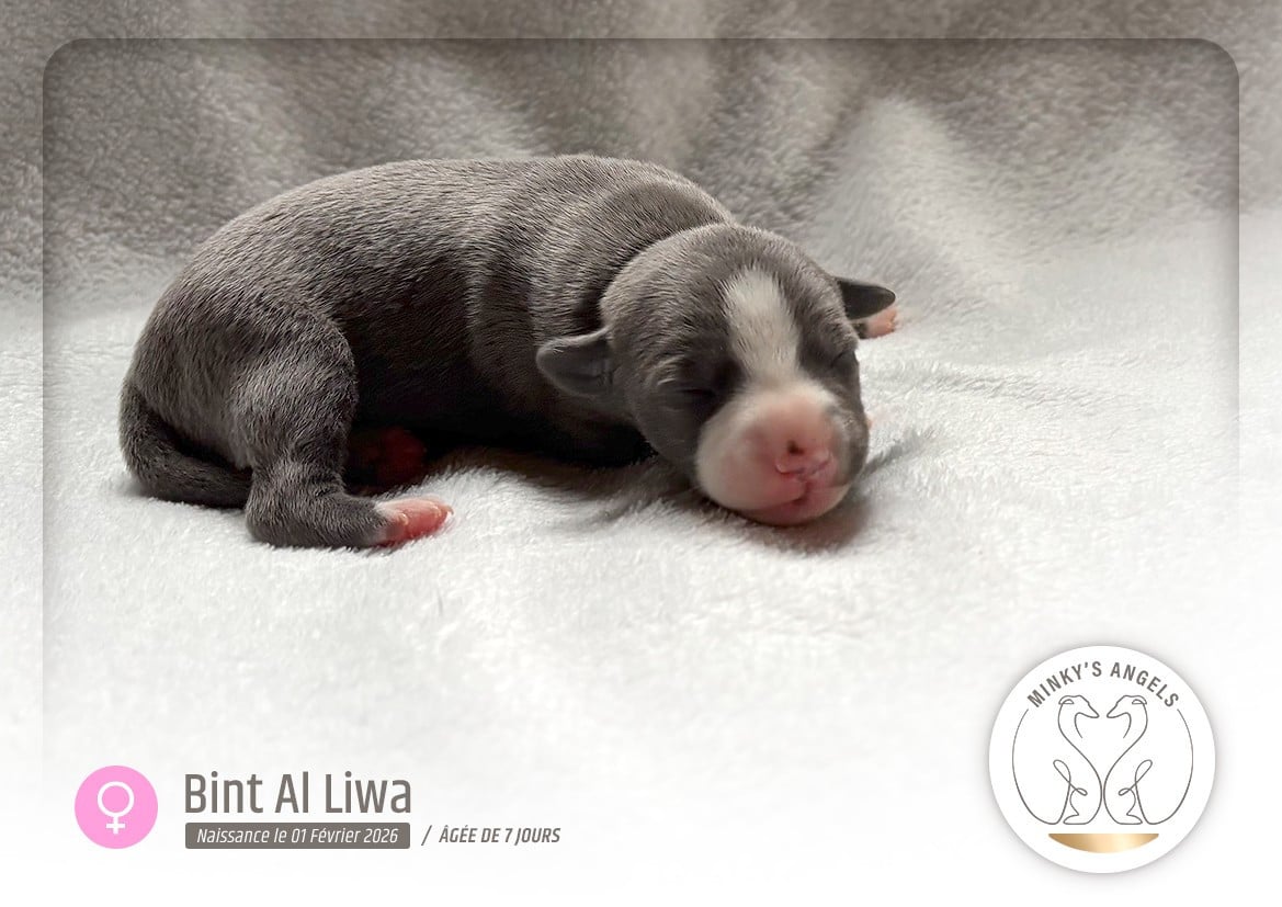 Minky's Angels Bint Al Liwa Legacy